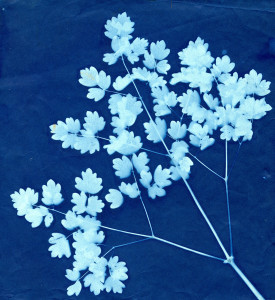 These images of leaves placed on cyanotype paper was a process that began in 1842. Rather like a "blue print" The paper was coated with chemicals and allowed to dry in the dark. Then plants were placed on the paper in the sun and this lovely blue background with an image of the plant appeared. This is a picture Elsie created over 100 years ago and it is still fabulous. 